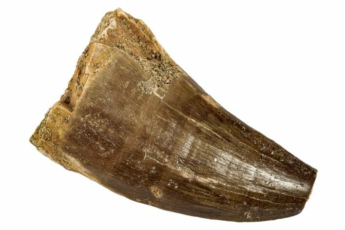 Fossil Mosasaur (Prognathodon) Tooth - Morocco #186502